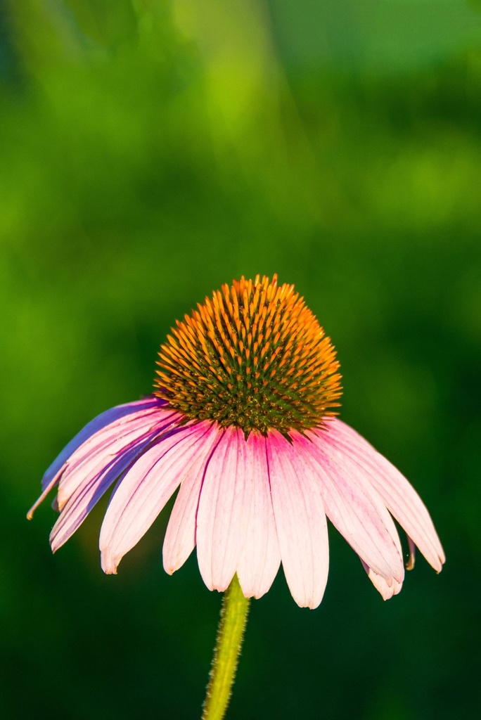 Echinacea Tinktur