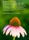 Echinacea Tinktur