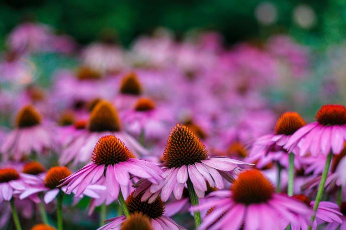 Echinacea Tinktur